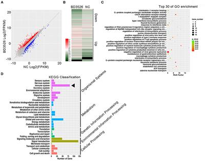 Single-Cell Transcriptomics Reveals That Metabolites Produced by Paenibacillus bovis sp. nov. BD3526 Ameliorate Type 2 Diabetes in GK Rats by Downregulating the Inflammatory Response